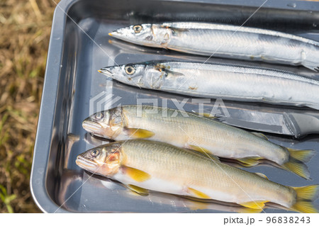 【中津川の河川敷でオートキャンプ　鮎とサンマの塩焼きを作る】 96838243