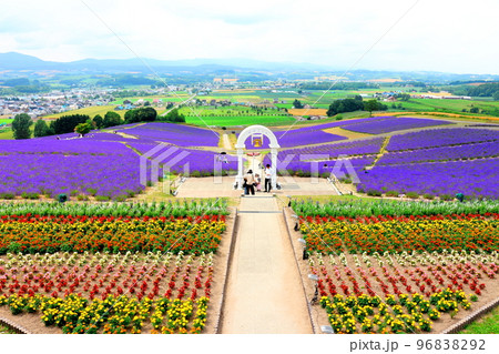 北海道紀行　7月の日の出公園　上富良野町　ラベンダー園　 96838292