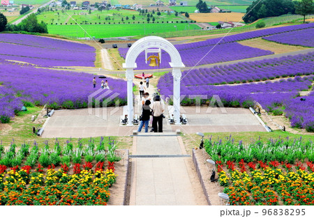 北海道紀行　7月の日の出公園　上富良野町　ラベンダー園　 96838295