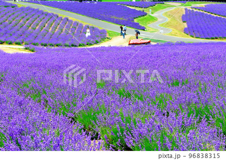 北海道紀行　7月の日の出公園　上富良野町　ラベンダー園　 96838315