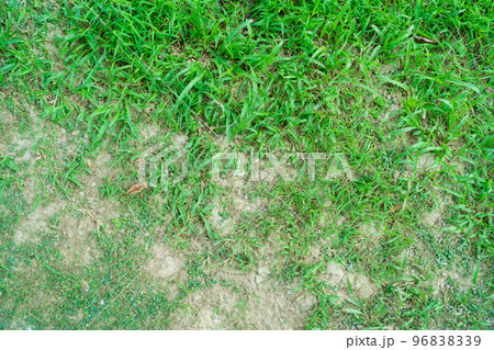 A patch is caused by the destruction of fungus Rhizoctonia Solani grass leaf change from green to dead brown in a circle lawn texture background dead dry grass. Dead grass of the nature background. A patch is caused by the destruction of fungus Rhizoctonia Solani grass leaf change from green to dead brown in a circle lawn texture background dead dry grass. Dead grass of the nature background. 96838339
