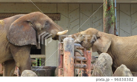 アフリカゾウ(サバンナゾウとマルミミゾウ) 96838382