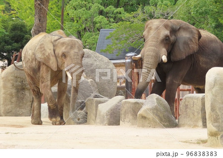 アフリカゾウ(サバンナゾウとマルミミゾウ) アフリカゾウ(サバンナゾウとマルミミゾウ) 96838383