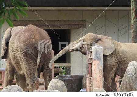 アフリカゾウ(サバンナゾウとマルミミゾウ) アフリカゾウ(サバンナゾウとマルミミゾウ) 96838385