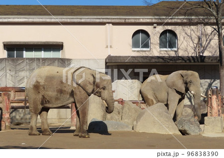アフリカゾウ(サバンナゾウとマルミミゾウ) 96838390