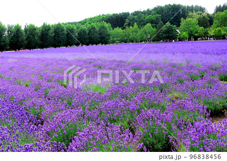北海道紀行　7月のファーム富田　午後のガーデン　満開のラベンダー園 96838456