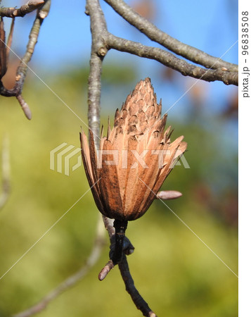 ユリノキ(百合の木)の果実 ユリノキ(百合の木)の果実 96838508