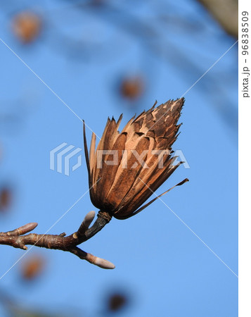 ユリノキ（百合の木）の果実 96838509