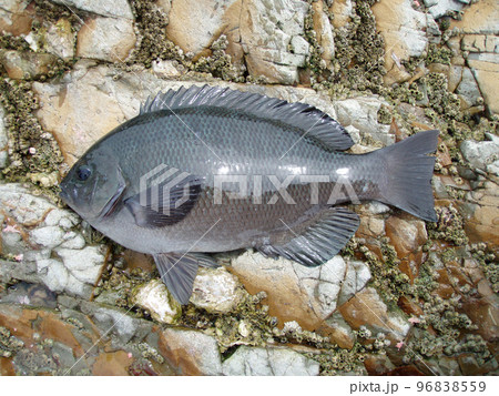 磯の上に横たわって撮影したキレイな魚体の若い口太メジナ。 96838559