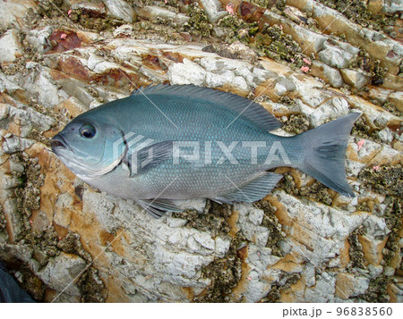 磯の上に横たわって撮影したキレイな魚体の若い尾長メジナ。 96838560
