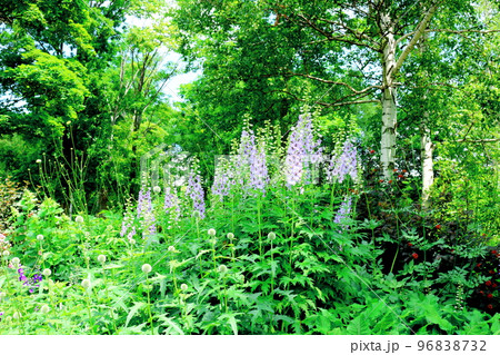 北海道紀行　7月の大雪森のガーデン 96838732
