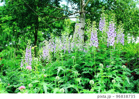 北海道紀行　7月の大雪森のガーデン 96838735