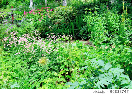 北海道紀行　7月の大雪森のガーデン 96838747