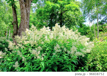 北海道紀行　7月の大雪森のガーデン 96838752