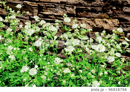 北海道紀行　7月の大雪森のガーデン 96838798