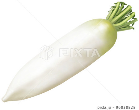 大根の美味しそうなリアルなテイストの手描きイラスト 大根の美味しそうなリアルなテイストの手描きイラスト 96838828