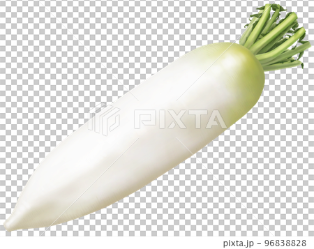 大根の美味しそうなリアルなテイストの手描きイラスト 大根の美味しそうなリアルなテイストの手描きイラスト 96838828