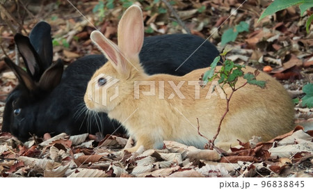 【広島県】大久野島のうさぎ 96838845
