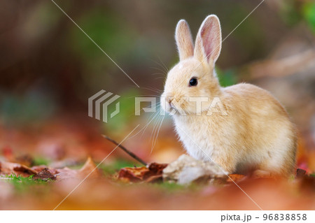 大久野島の兎 96838858