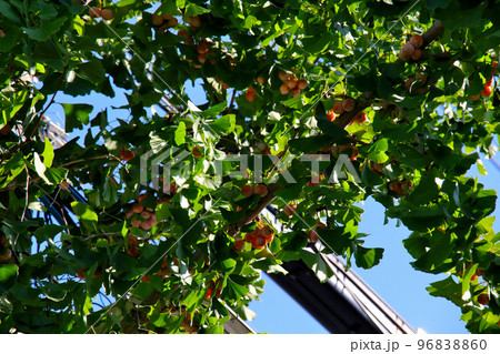 西宮市 西宮の文化施設散在する札場筋の交差点のいちょうに生る銀杏の実 西宮市 西宮の文化施設散在する札場筋の交差点のいちょうに生る銀杏の実 96838860