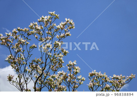 青空と白いハナミズキの花風景 96838894