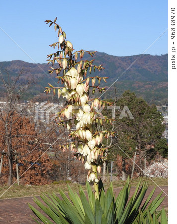年に二度咲きする「ユッカラン」の花 96838970