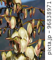 年に二度咲きする「ユッカラン」の花 96838971