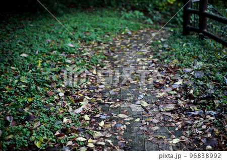 落ち葉の道 96838992