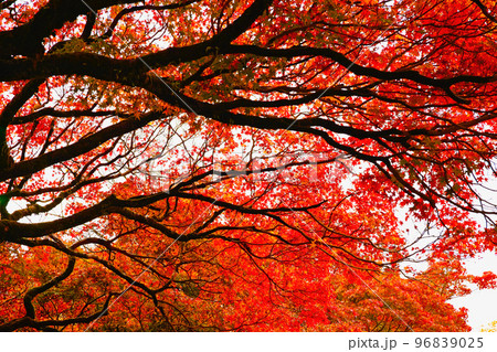 京都、紅葉。 京都、紅葉。 96839025