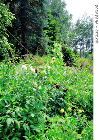 北海道紀行　7月の上野ファーム　午後のガーデン　北海道ガーデン街道 96839103