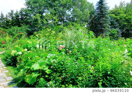 北海道紀行　7月の上野ファーム　午後のガーデン　北海道ガーデン街道 96839110