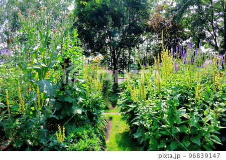 北海道紀行　7月の上野ファーム　午後のガーデン　北海道ガーデン街道 96839147