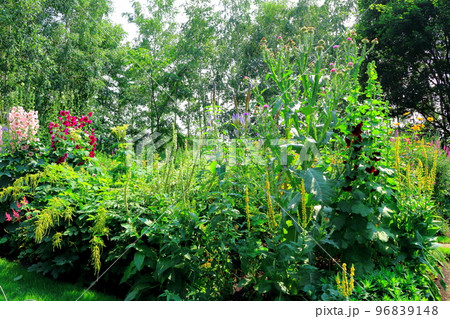 北海道紀行　7月の上野ファーム　午後のガーデン　北海道ガーデン街道 96839148