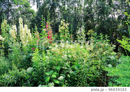 北海道紀行　7月の上野ファーム　午後のガーデン　北海道ガーデン街道 96839183