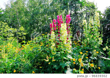 北海道紀行　7月の上野ファーム　午後のガーデン　北海道ガーデン街道 96839302