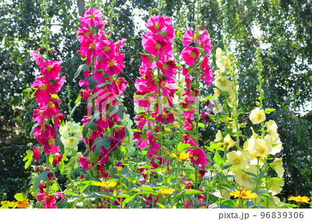 北海道紀行　7月の上野ファーム　午後のガーデン　北海道ガーデン街道 96839306