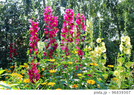 北海道紀行　7月の上野ファーム　午後のガーデン　北海道ガーデン街道 96839307