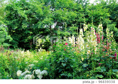 北海道紀行　7月の上野ファーム　午後のガーデン　北海道ガーデン街道 96839338