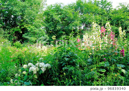 北海道紀行　7月の上野ファーム　午後のガーデン　北海道ガーデン街道 96839340