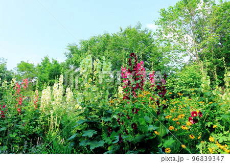 北海道紀行　7月の上野ファーム　午後のガーデン　北海道ガーデン街道 96839347