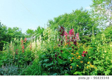 北海道紀行　7月の上野ファーム　午後のガーデン　北海道ガーデン街道 96839348