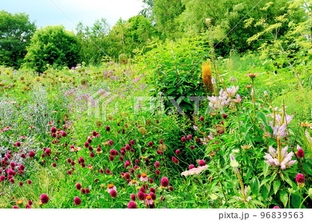 北海道紀行　7月の上野ファーム　午後のガーデン　北海道ガーデン街道 96839563