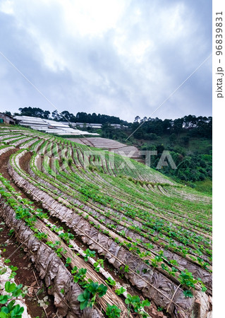 Landscape of Strawberry garden with sunrise at Doi Ang Khang , Chiang Mai, Thailand. 96839831