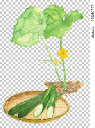 水彩で描いたザルに盛ったキュウリと花のセット 白バック 透過背景 水彩で描いたザルに盛ったキュウリと花のセット 白バック 透過背景 96840773