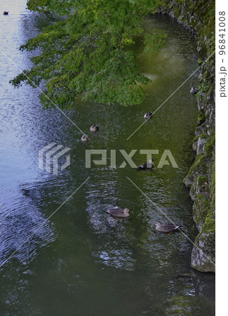 風景素材 彦根城の堀で優雅に泳ぐ鴨の群れ 風景素材 彦根城の堀で優雅に泳ぐ鴨の群れ 96841008