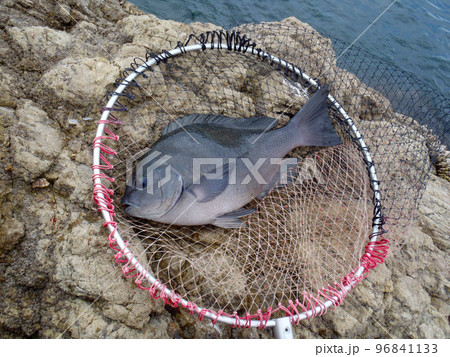 日本の磯とタモ網を背景に、磯の上で釣り上げた黒褐色の口太メジナを撮影。 日本の磯とタモ網を背景に、磯の上で釣り上げた黒褐色の口太メジナを撮影。 96841133