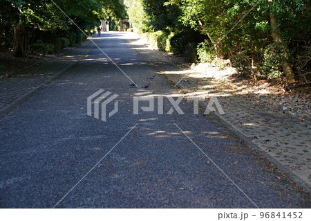 京都　山科　天智天皇陵　参道（秋） 96841452