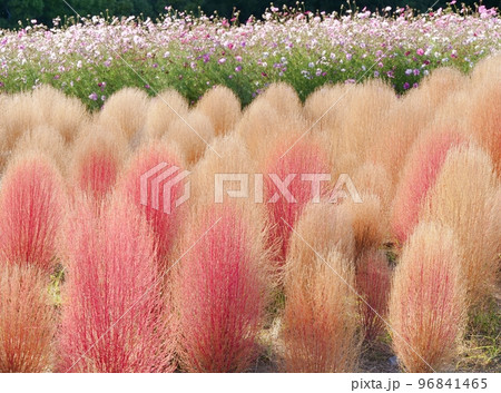 大阪　吹田　万博記念公園　コキアとコスモス（花の丘）（秋） 96841465