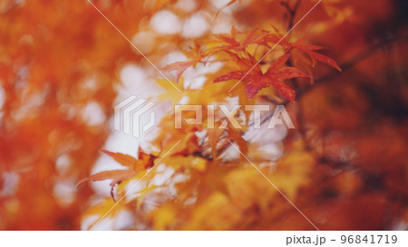 見頃な紅葉 見頃な紅葉 96841719