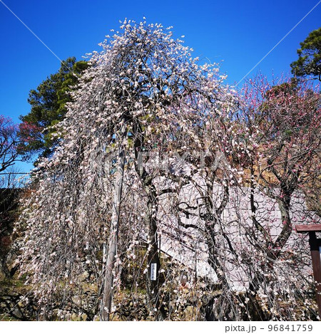 不老園 梅園 梅 不老園 梅園 梅 96841759
